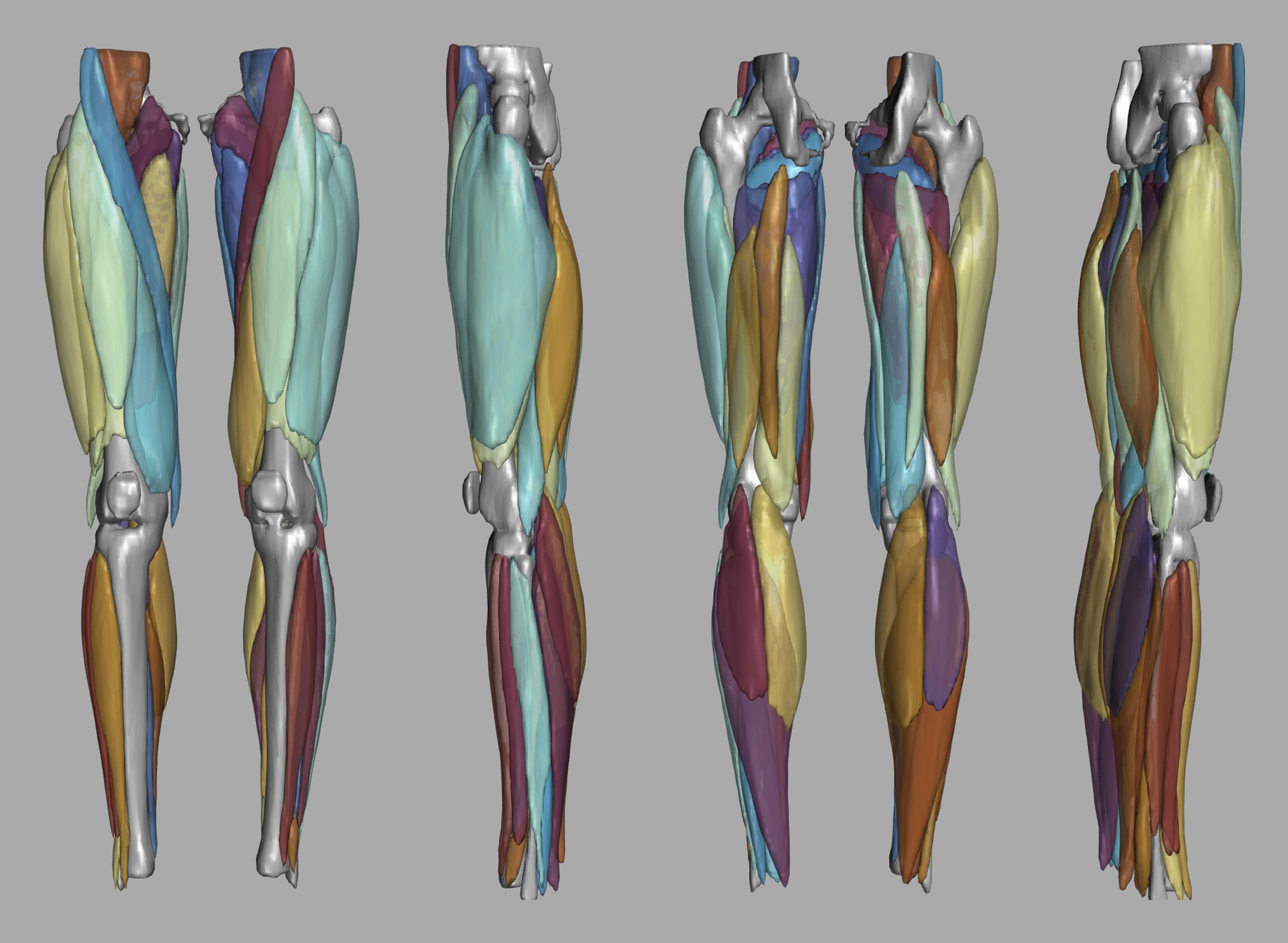 3D render of automated muscle segmentation labels generated using a CNN UNET.